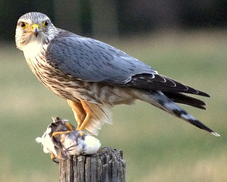 image relating to merlin