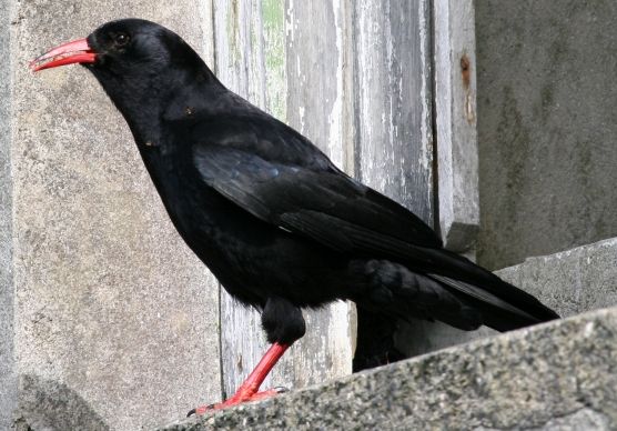 image relating to chough