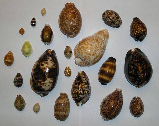 image relating to cowrie