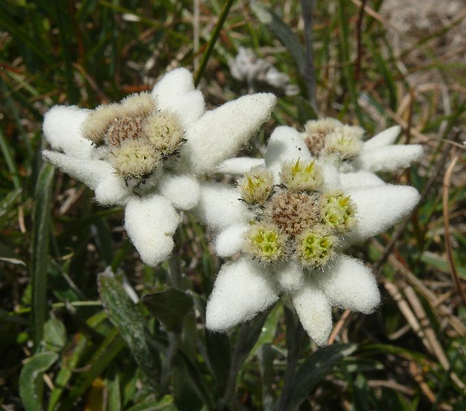 image relating to edelweiss