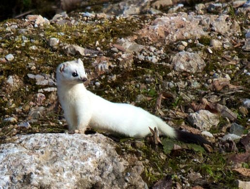 image relating to ermine