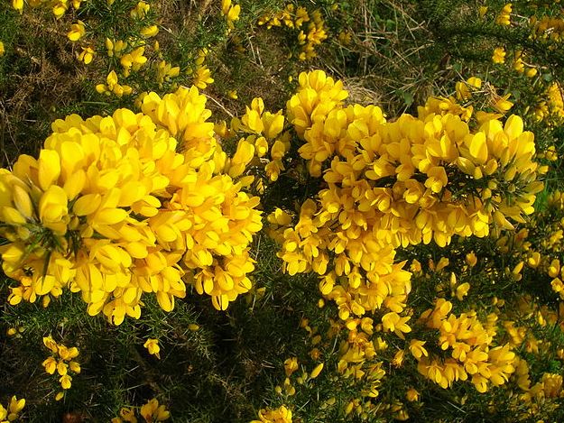 image relating to gorse