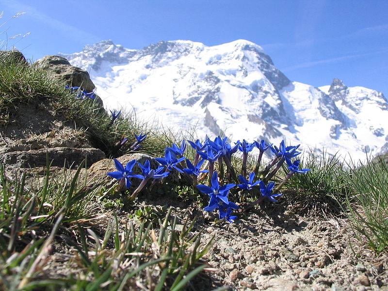 image relating to gentian violet