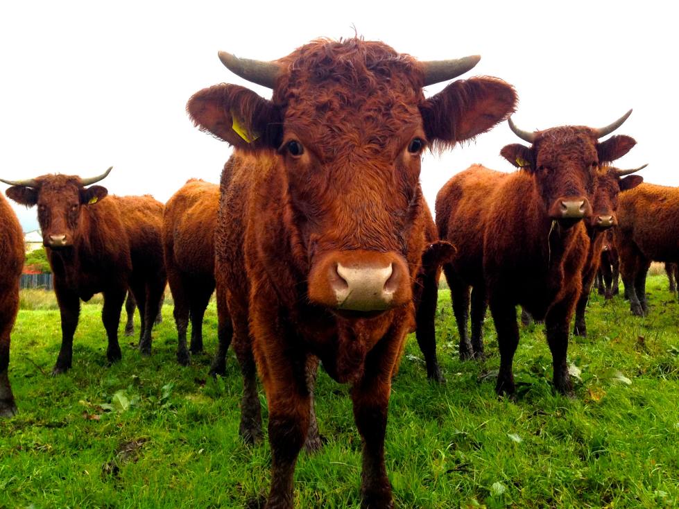 image relating to beeves