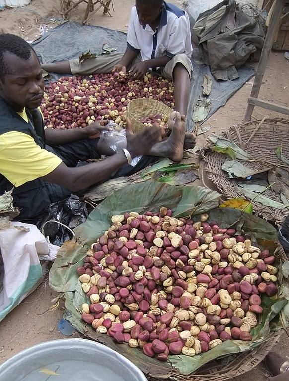 image relating to kola nut