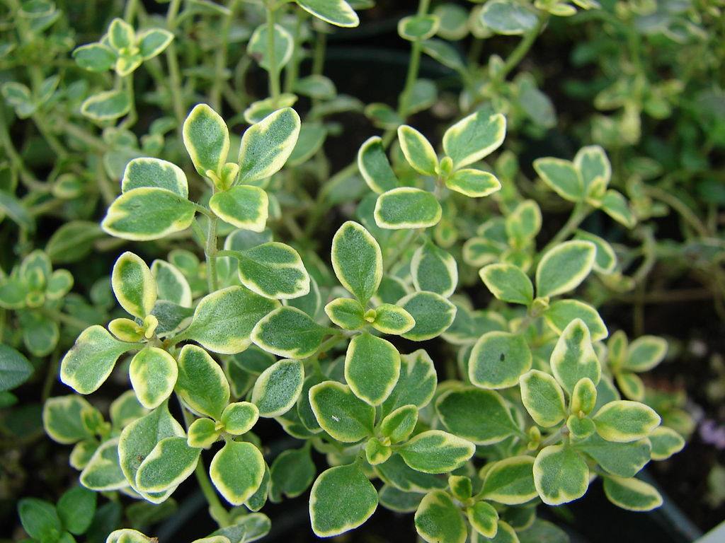 image relating to lemon thyme