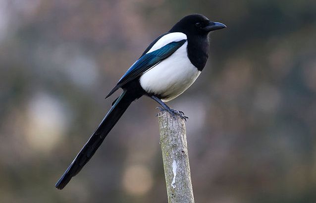 image relating to magpie