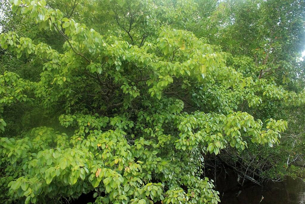 image relating to manchineel