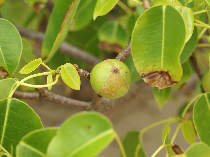 image relating to manchineel