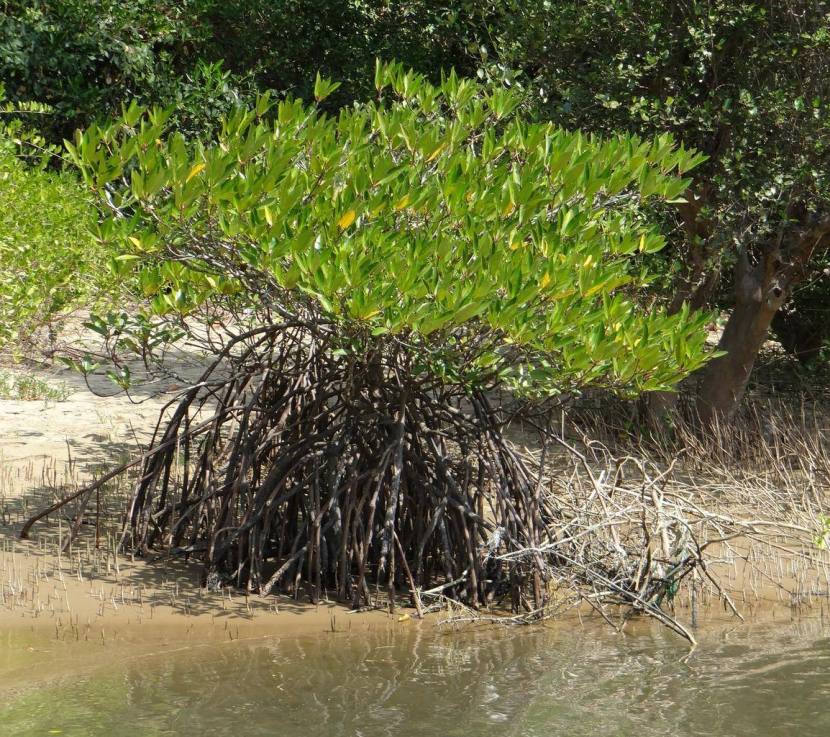 image relating to mangrove