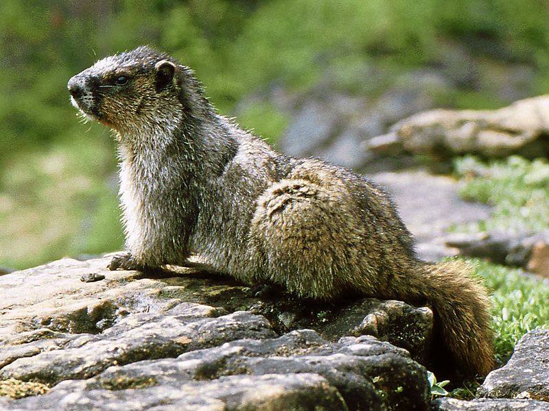 image relating to marmot