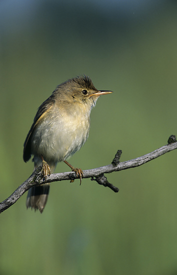 image relating to marsh warbler