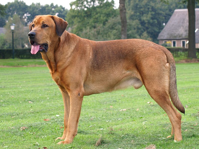 image relating to mastiff