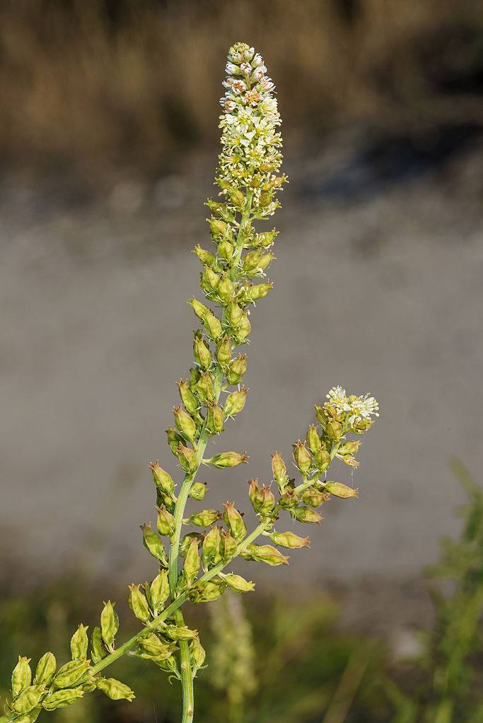 image relating to mignonette