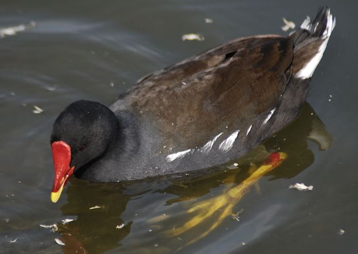 image relating to moorhen