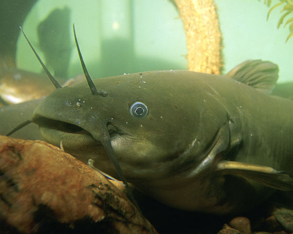 image relating to mudcat