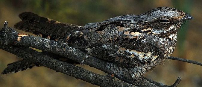 image relating to nighthawk