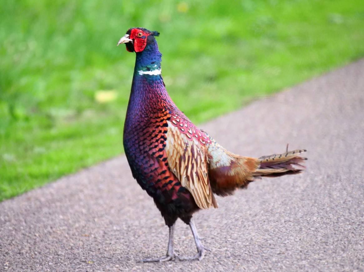 image relating to pheasant