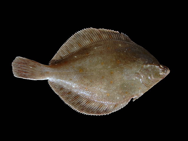 image relating to plaice
