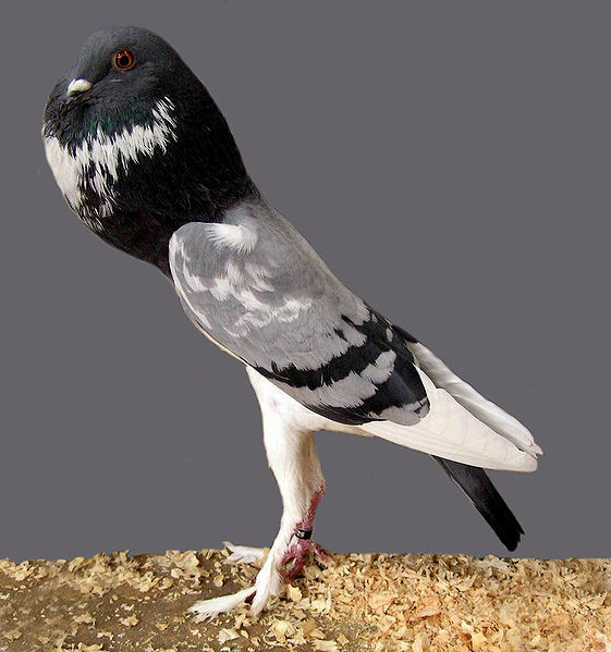 image relating to pouter pigeon