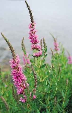 image relating to loosestrife