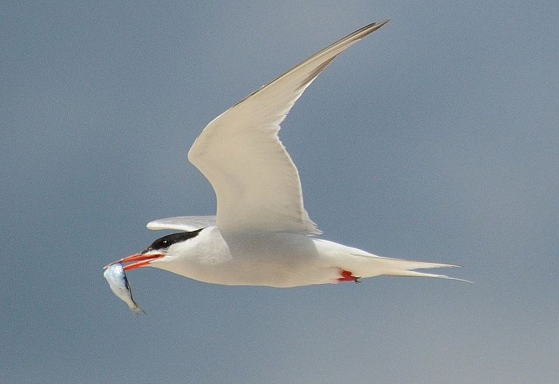 image relating to sea swallow