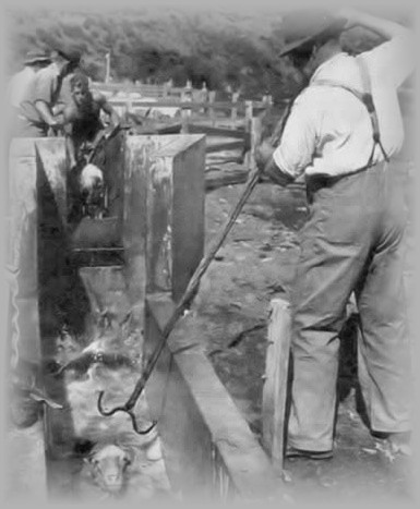 image relating to sheep dip