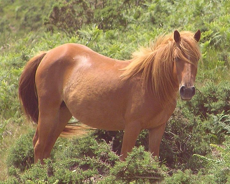 image relating to sorrel horse