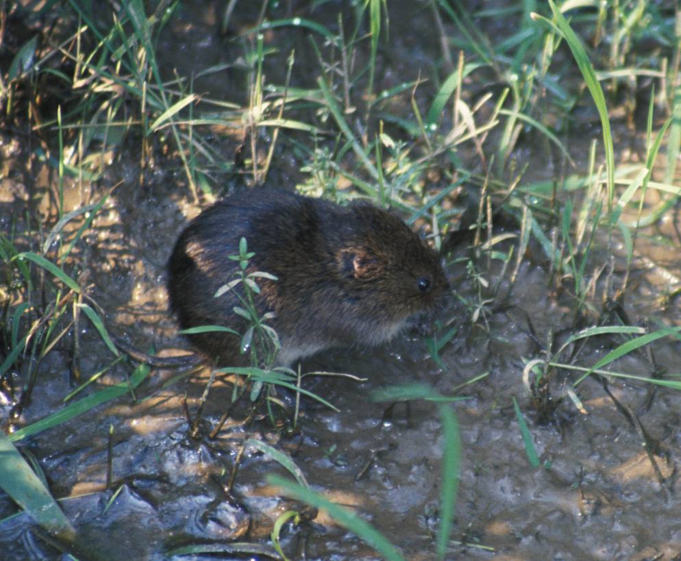 image relating to vole