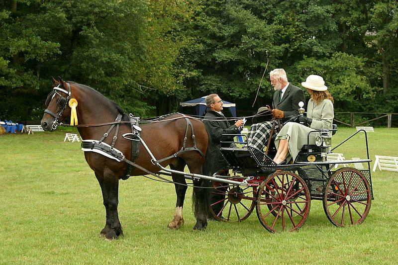 image relating to cob horse