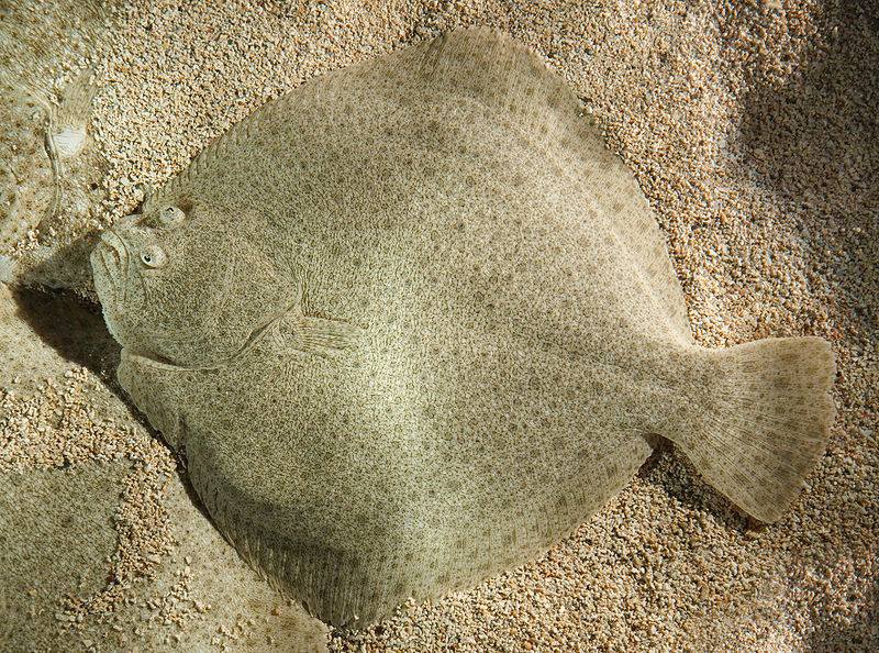 image relating to turbot