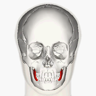 image relating to buccinator